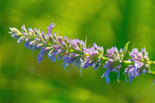 Flower-Anise Hyssop- Howard County, Indiana