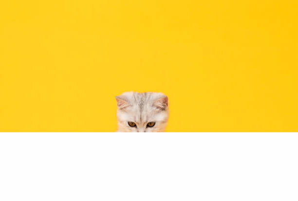 istock Small white kitten head with black stripes, paw up on blank white paper, cat Scottish fold breed on orange background. for advertising signs. 1443136879