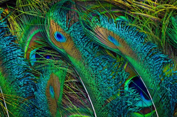istock Beautiful bright, turquoise, green, peacock feathers closeup. 1443137439