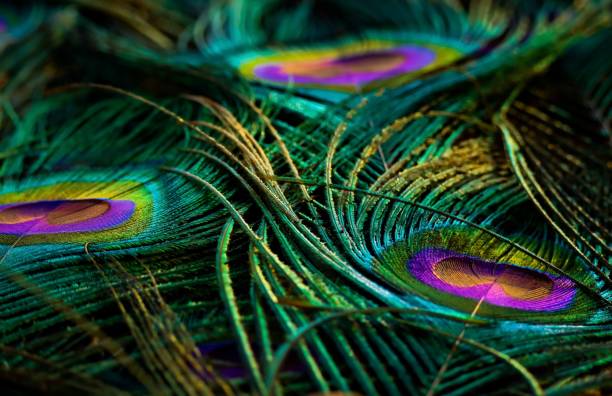 istock Beautiful dark, shiny peacock feathers closeup. Peafowl feathers background. 1443138072