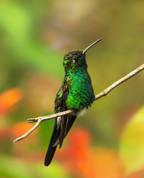 istock Beautiful Cuba Wildlife pictures 1443139424