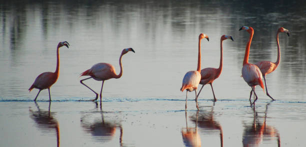 istock Beautiful Cuba Wildlife pictures 1443139486
