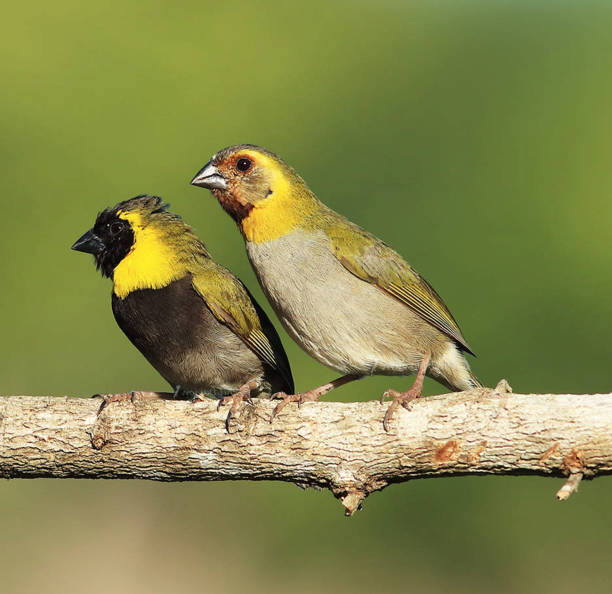 istock Beautiful Cuba Wildlife pictures 1443139520