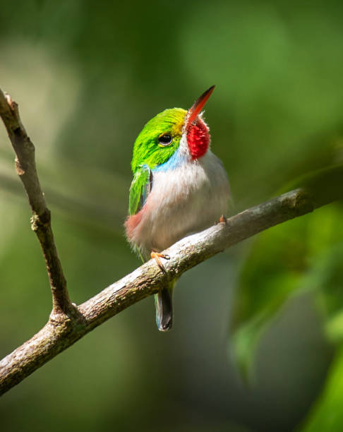 istock Beautiful Cuba Wildlife pictures 1443139530