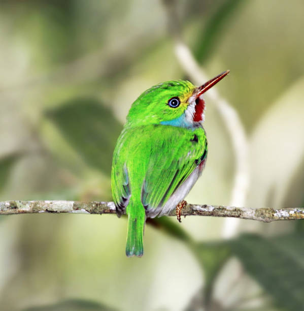istock Beautiful Cuba Wildlife pictures 1443139579