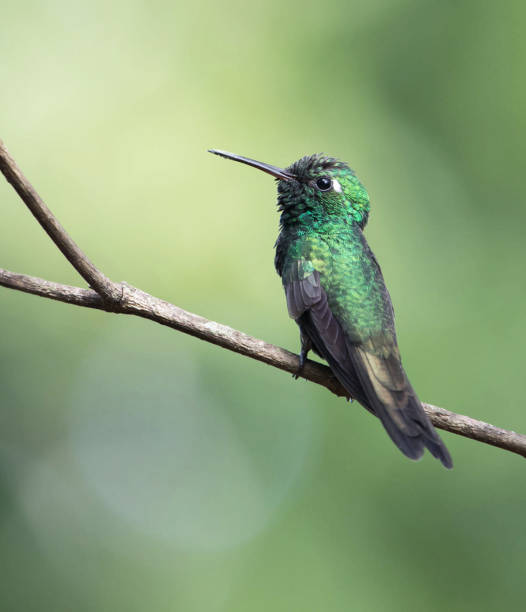istock Beautiful Cuba Wildlife pictures 1443139587