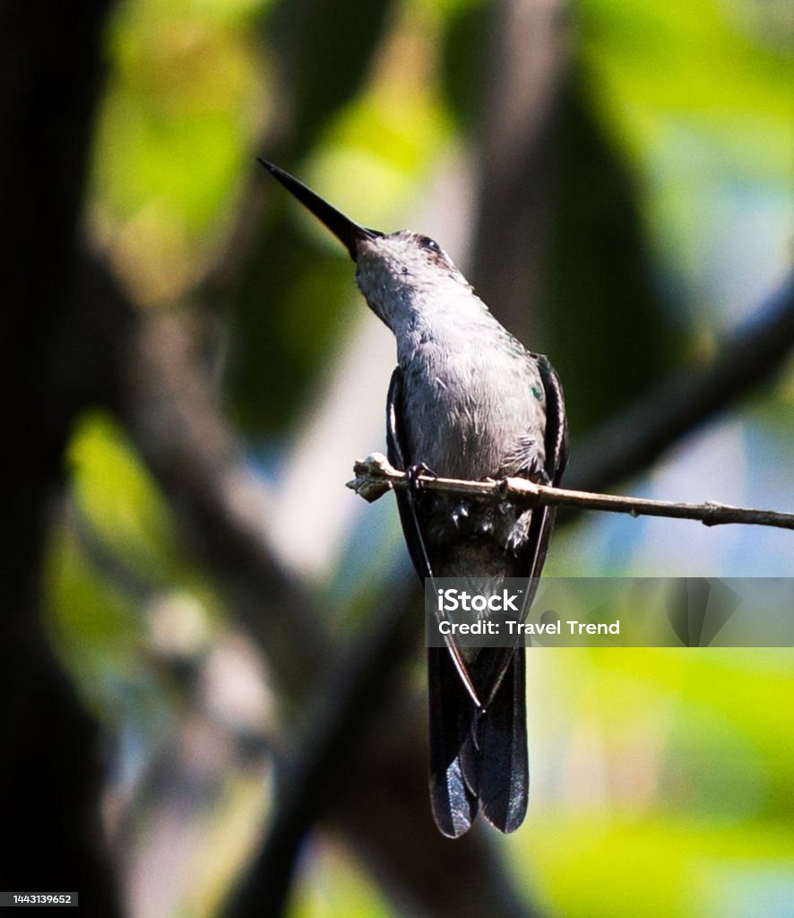 Hình Ảnh Động Vật Hoang Dã Cuba Xinh Đẹp Hình ảnh Sẵn có - Tải ...