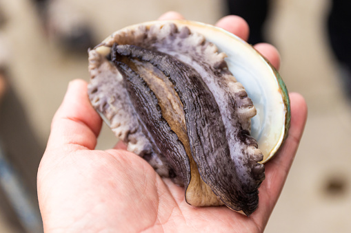 A live 6 year old Abalone held in hand close up. An expensive delicacy grown in North Japan.
