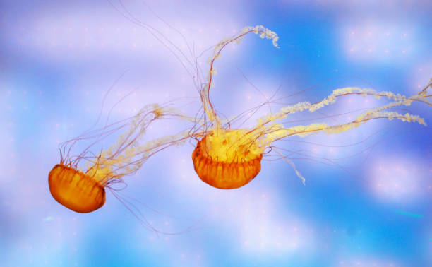 istock Beautiful Japan underwater pictures 1443140590