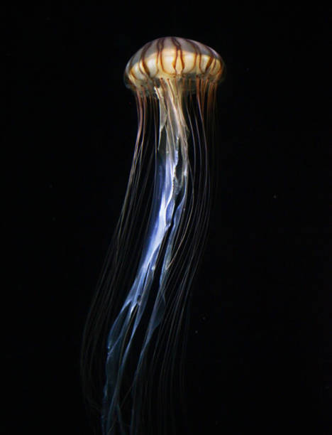 istock Beautiful Japan underwater pictures 1443140592