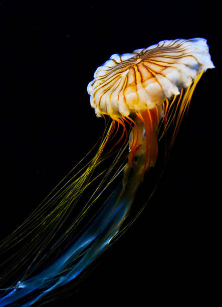 istock Beautiful Japan underwater pictures 1443140624