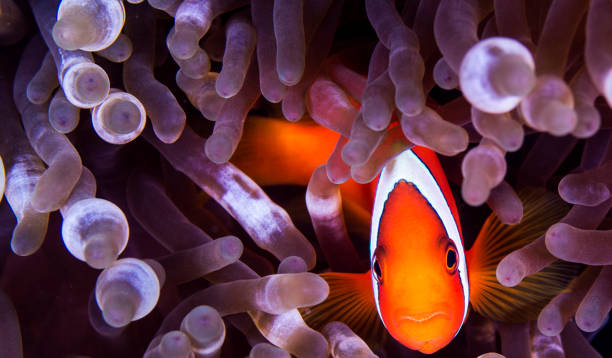 istock Beautiful Japan underwater pictures 1443140650