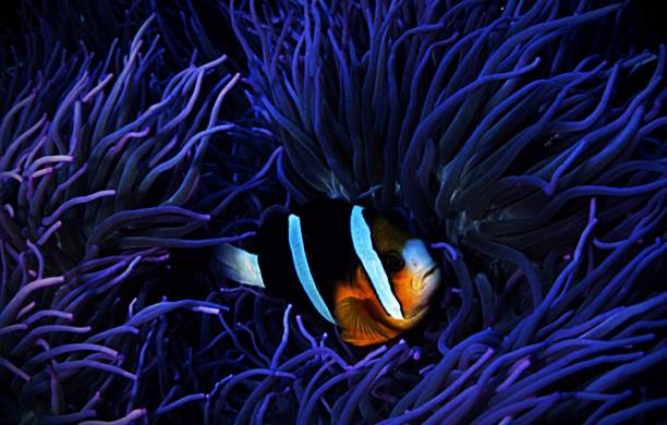 istock Beautiful Japan underwater pictures 1443140652