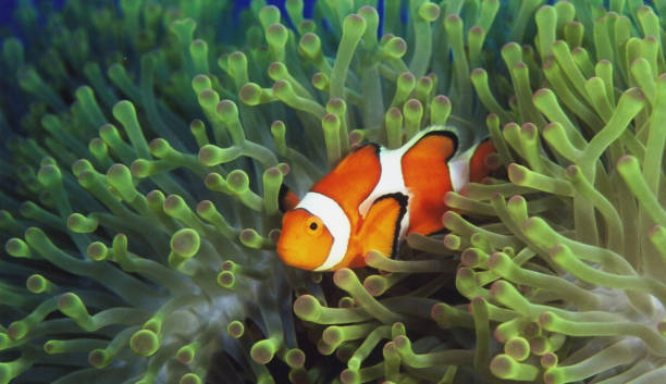 istock Beautiful Japan underwater pictures 1443140655
