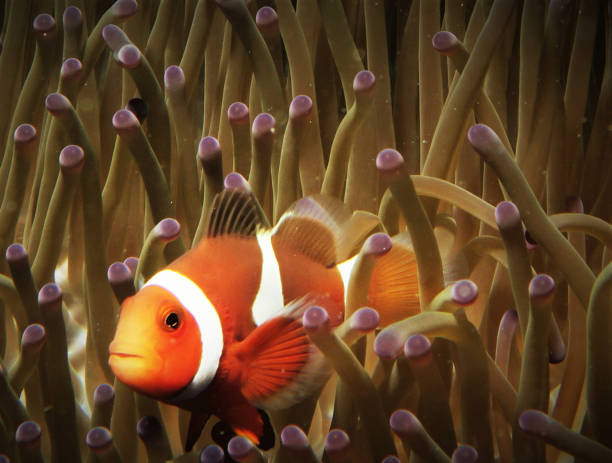 istock Beautiful Japan underwater pictures 1443140726