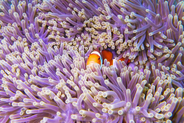 istock Beautiful Japan underwater pictures 1443140749