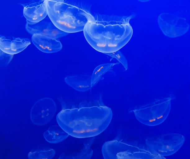 istock Beautiful Japan underwater pictures 1443140764