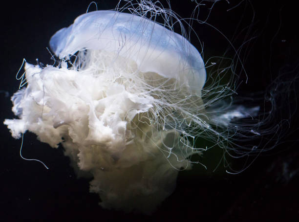 istock Beautiful Japan underwater pictures 1443140817
