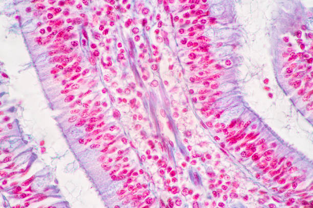 Tissue of Stomach Human, Small intestine Human, Pancreas Human and Large intestine Human. stock photo