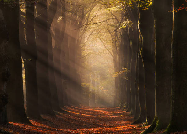 istock Beautiful Utrecht,Netherlands pictures 1443142549