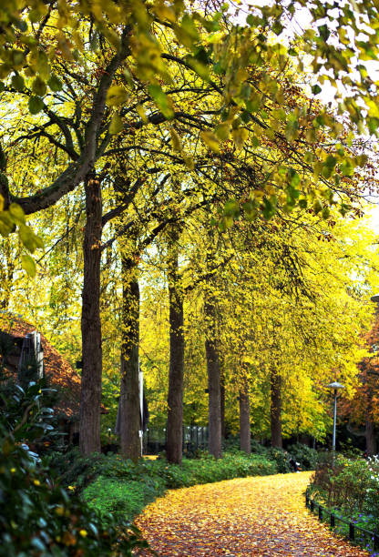 istock Beautiful Utrecht,Netherlands pictures 1443142559