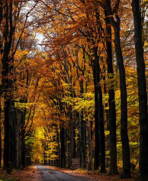 istock Beautiful Utrecht,Netherlands pictures 1443142568