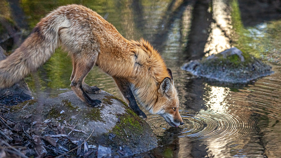 A Red Fox cautiously quenches its thirst in a small river in the Laurentian forest.