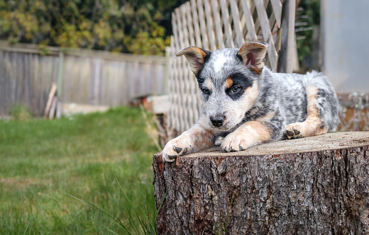 Cute puppy dog taking a break from playing while lying on a large wood log. Black and white 8 week old blue heeler puppy or Australian cattle dog. Selective focus.