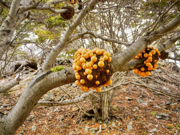 Darwin's fungus growing on southern beech trees in Tierra del Fuego National Park, near Ushuaia, Argentina. stock photo