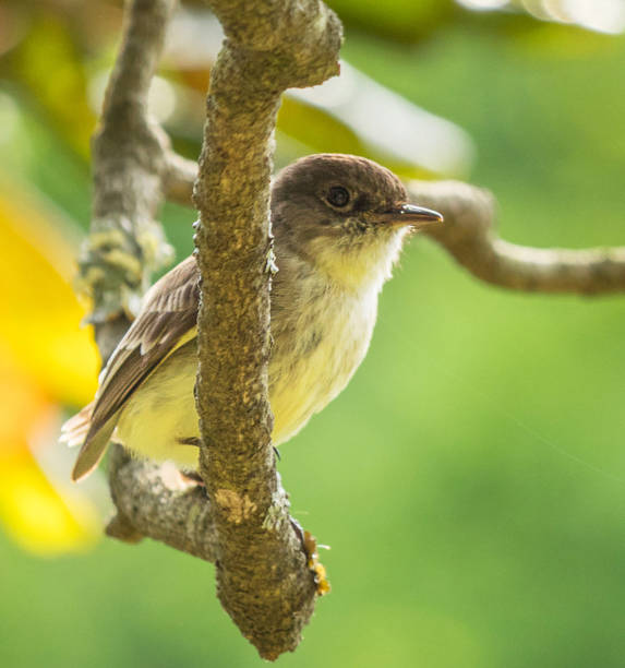 istock Magical Georgia wildlife pictures 1443145576