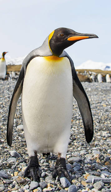 istock Magical Georgia wildlife pictures 1443145607