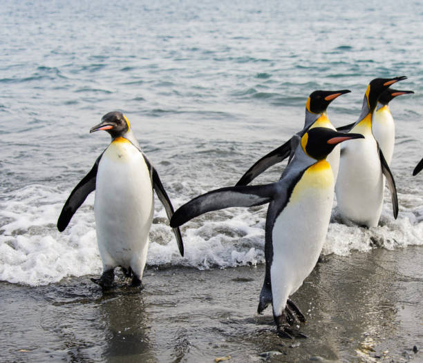 istock Magical Georgia wildlife pictures 1443146150