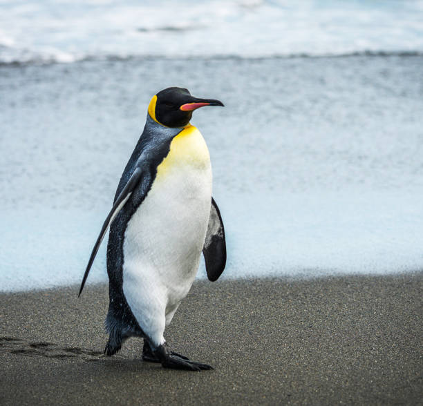 istock Magical Georgia wildlife pictures 1443146675