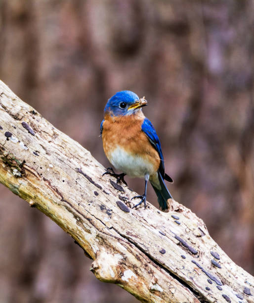 istock Magical Georgia wildlife pictures 1443148041