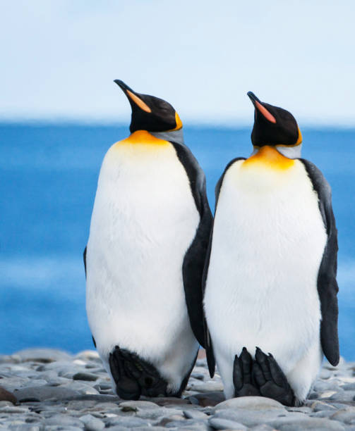 istock Magical Georgia wildlife pictures 1443149400