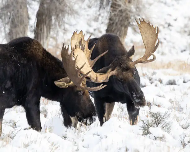 Photo of Moose fighting