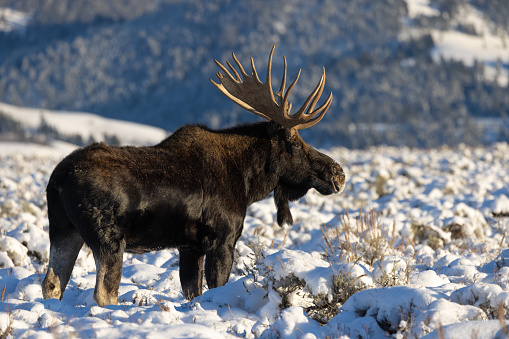 A bull moose in a snowy winter landscape