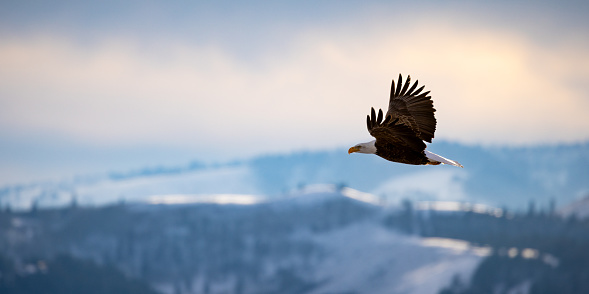 A bald Eagle flies across a mountain backdrop