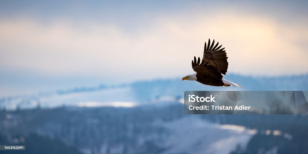 Eagle in flight A bald Eagle flies across a mountain backdrop Eagle - Bird Stock Photo
