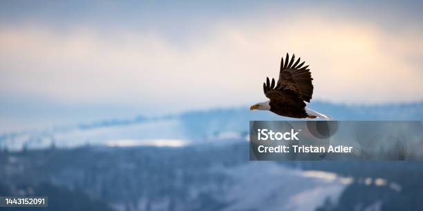 Eagle In Flight Stock Photo - Download Image Now - Eagle - Bird, Flying, Freedom