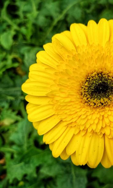 istock Yellow gerbera daisy on nature green garden background. 1443152983