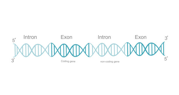 転写後修飾(スプライシング)前にエクソン(コード領域)およびイントロン(非コード領域)を含む二本鎖dnaまたは未成熟rna - genetic information点のイラスト素材／クリップアート素材／マンガ素材／アイコン素材