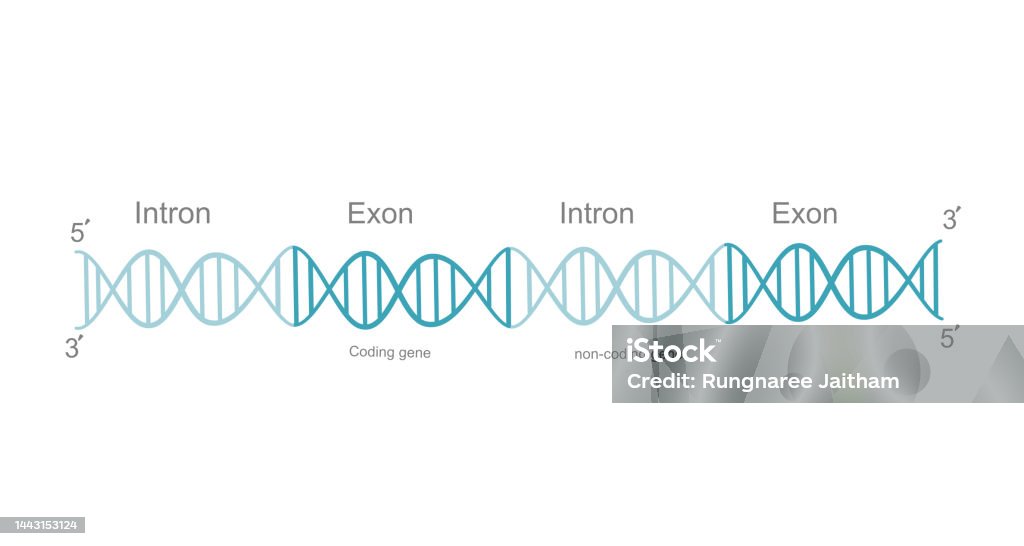 상기 이중가닥 Dna 또는 전전사 변형을 포함하는 미숙 Rna DNA에 대한 스톡 벡터 아트 및 기타 이미지 - iStock