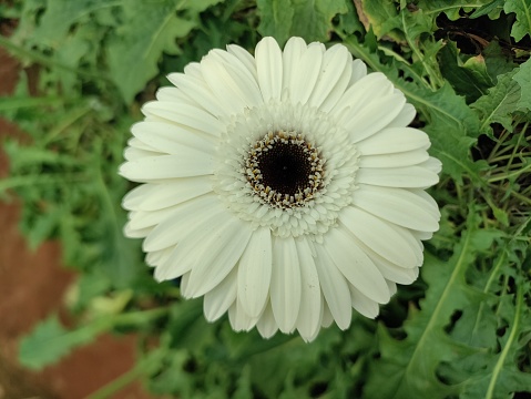White gerbera daisy on nature green garden background. Flower background.