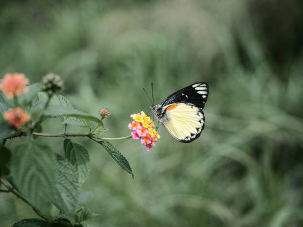 istock Butterfly on the flower 1443153699