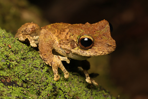 Green-eyed Tree Frog resting on mossy log