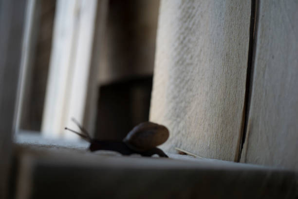 Garden snail on wooden pallet