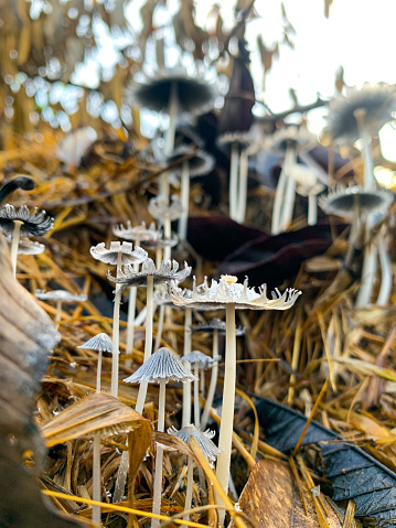 Coprinopsis lagopus mushroom or commonly called rabbit foot fungus