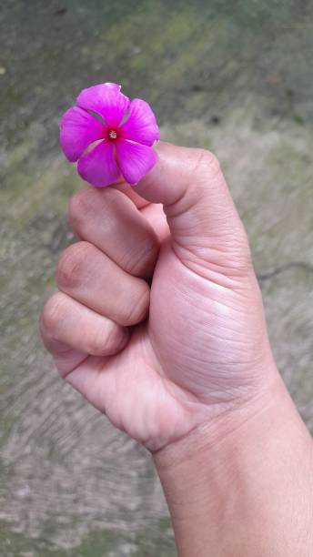 istock Madagascar Pink Flower In Your Hand. 1443156135