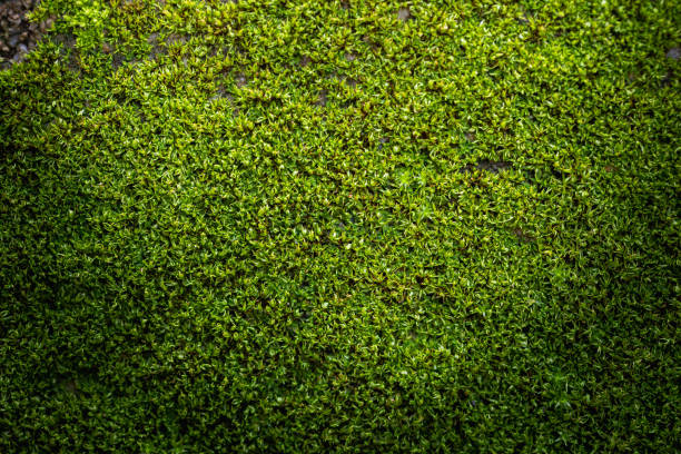 istock Grooved green moss background in nature 1443157003